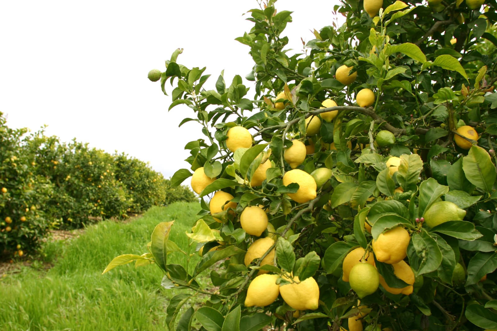 Imagem do WhatsApp de 2023-06-22 à(s) 21.56.25.jpg