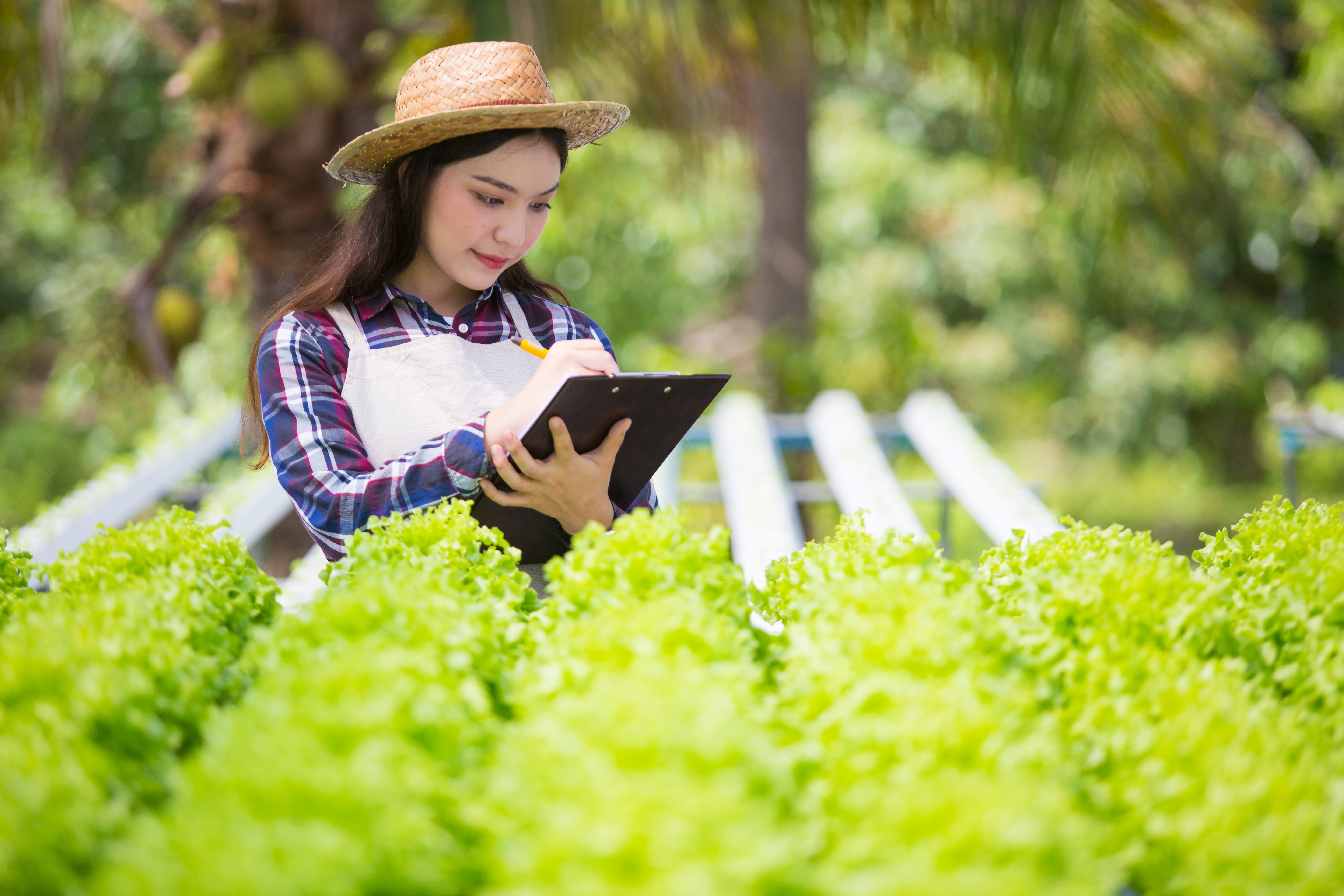 MOCA PLANTACAO ALFACE.jpg